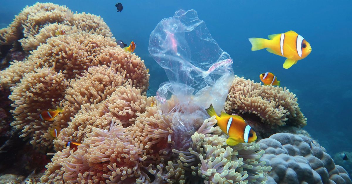 Beautiful coral reef with sea anemones and clownfish polluted with plastic bag - environmental protection concept